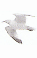 photo of the seagull photo of the seagull